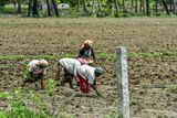 2017 09 06 It seems weeding is a womans job India-2-3509
