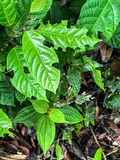 2023 08 27 Leafcutter bee work - Abai, Malaysian Borneo i0620