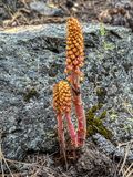 2024 07 20 Parasitic woodland pinedrops i7127