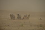 2019 04 03 Camels in the sand blow Moroc-4829