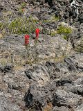 2024 07 20 Indian paint brush i7138