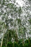 2017 09 06 Upland forest India-2-3800