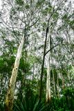 2017 09 06 Upland forest India-2-3802