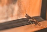 2019 04 03 Grasshopper in the dining tent Moroc-4874-2