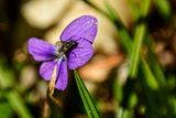 2025 04 13 Violet 1147