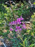 2024 07 20 Fireweed i7141