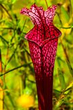 2025 10 11 A trumpet pitcher plant 2203