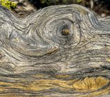 2024 07 20 Lava Cast Forest - Deschutes Natl. Forest i7176