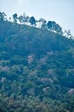 2017 09 07 Cherry trees blooming in the hills - Kodai India-2-3902