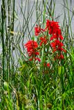 2017 09 07 Cardinal flower - Kodaikanal Lake - Kodai  Kodai India-2-3969