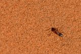 2019 04 04 Ant - Erg Chebbi - Merzouga Moroc-4989