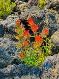 2024 07 20 Lava Casts Natl. Forest - Paintbrush i7204