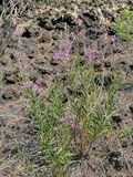 2024 07 20 Fireweed - Lava Casts Natl. Forest i7218