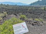 2024 07 20 Lava field - Lava Casts Natl. Forest i7225