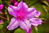 2017 09 07 Azalea - Kodai India-2-3999-2