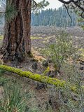 2024 07 20 Lava river - Lava Casts Natl. Forest i7244