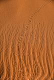 2019 04 04 Beetle tracks on the dunes - Erg Chebbi - Merzouga Moroc-5013