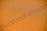 2019 04 04  Beetle tracks on the dunes - Erg Chebbi - Merzouga Moroc-5014