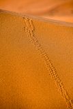 2019 04 04 Beetle tracks on the dunes - Erg Chebbi - Merzouga Moroc-5018