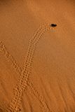 2019 04 04  Tenebrionid beetle tracks on the dunes - Erg Chebbi - Merzouga Moroc-5019