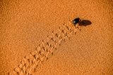 2019 04 04  Tenebrionid beetle tracks on the dunes - Erg Chebbi - Merzouga Moroc-5021
