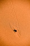 2019 04 04  Tenebrionid beetle slipping on the dunes - Erg Chebbi - Merzouga Moroc-5023