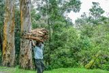 2017 09 07 A long way to go with a heavy load - Kodai India-2-4032-2