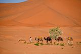 2019 04 04 Camels, milkweed on the dunes 5024