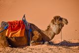 2019 04 04 Late riser - Erg Chebbi - Merzouga Moroc-5033-Edit