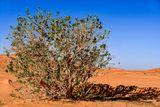 2019 04 04 Desert milkweed - Erg Chebbi - Merzouga Moroc-5053-Edit