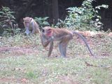 Macaques