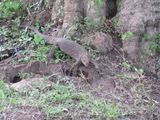 Spotting this large lizard
