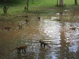 Monkeys playing in a big puddle