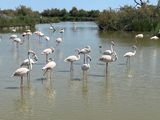 Parc Ornithologique in Camargue