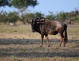 Blue Wildebeest