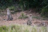 Cheetah  w both cubs