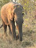 Elephant female