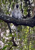 Vervet monkey - keep the doors locked they raid the snacks