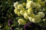 Viburnum - Viorne_2116D.jpg