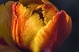 Tulipe - Tulip_3591D.jpg