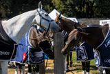 Polo Courances_4790D.jpg