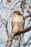 Red Tail Hawk (13,966)