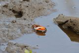 Fiddler crab?