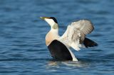 common eider.... eider