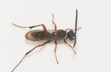 Haverdal Halland 7.8-22 female