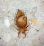 Thanatus arenarius ( Hedsnabblpare )