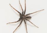 Grdby land 24.5-22 adult male