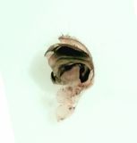 Larinioides sclopetarius ( Brospindel )