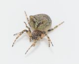 Karum land 25.5-22 adult female