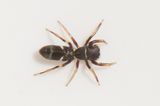 Haverdal Halland 7.8-22 adult female